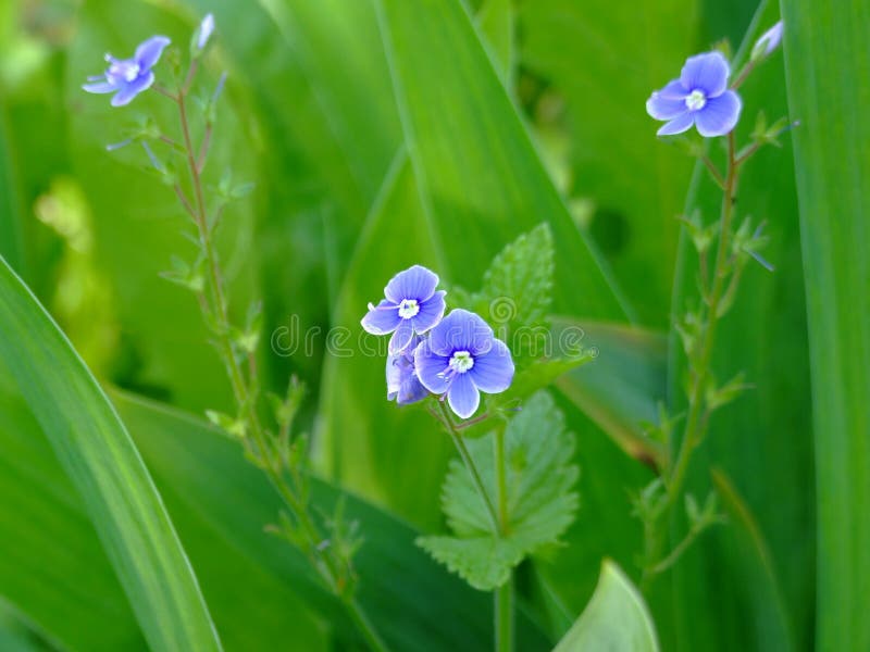 Three blue flowers