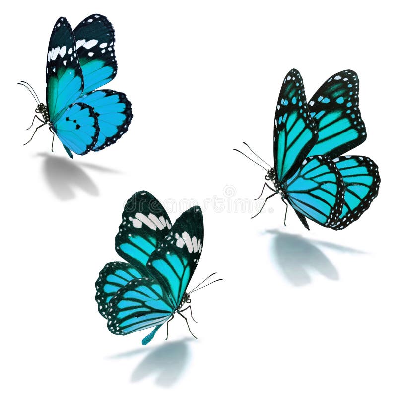 Blue and white butterfly stock image. Image of insect 64140827