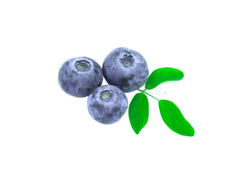 Three of Macro group of fresh blueburry fruit circle shape with green leaves. Isolated on white background with clipping path royalty free stock photography