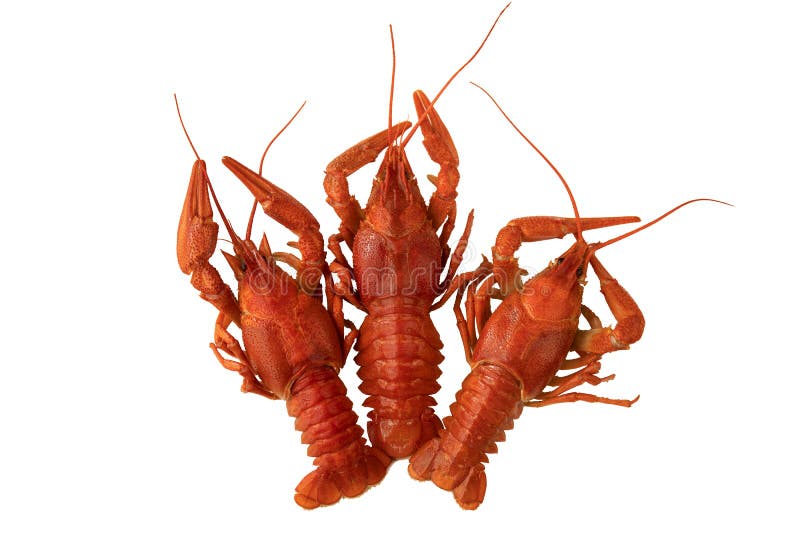 Three boiled crayfish on a white square plate isolated on black background stock photography