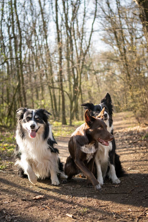 Three Border Collies are Sitting in Forest on the Road. Stock Image ...