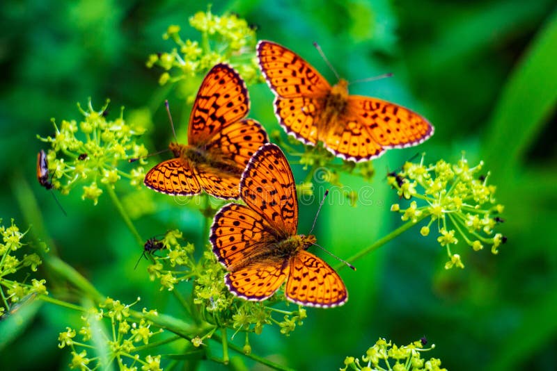 Three bright butterflies on a background of green grass