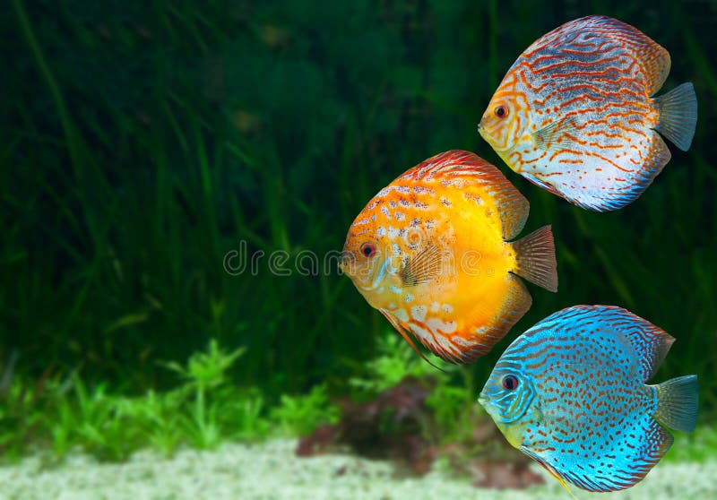 Three bright discus in aquarium