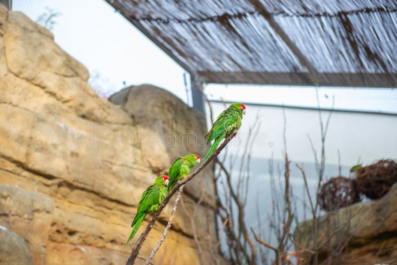 Three Bright Green Parrots Sitting on a Branch Stock Image Image of