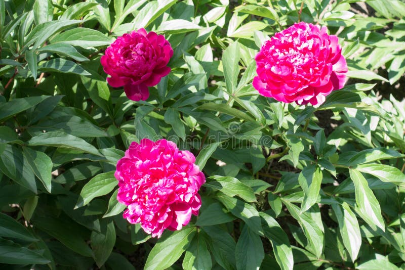 Three bright magenta double peony flowers royalty free stock photography Three bright magenta double peony flowers royalty free stock photography