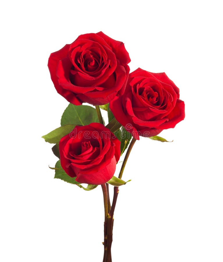 Three bright red Roses isolated on white background