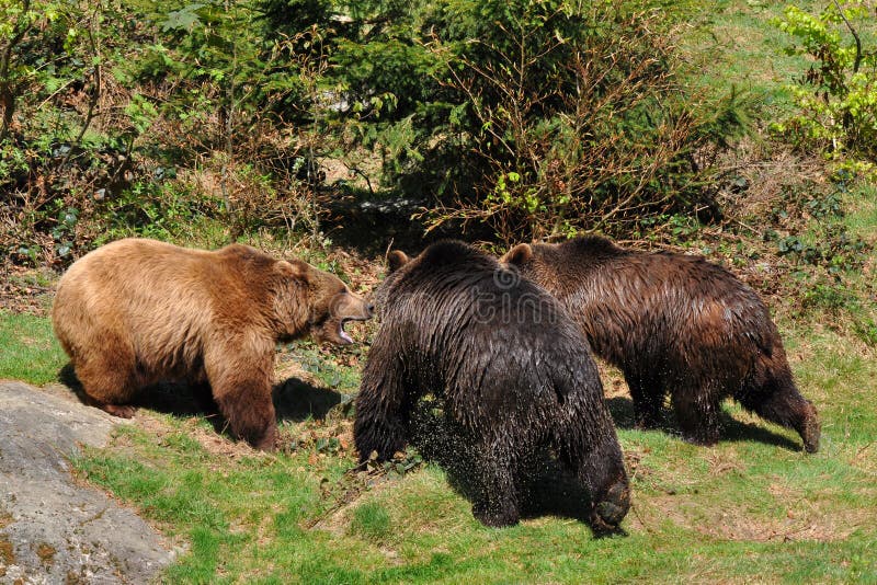 Three brown bears in conflict