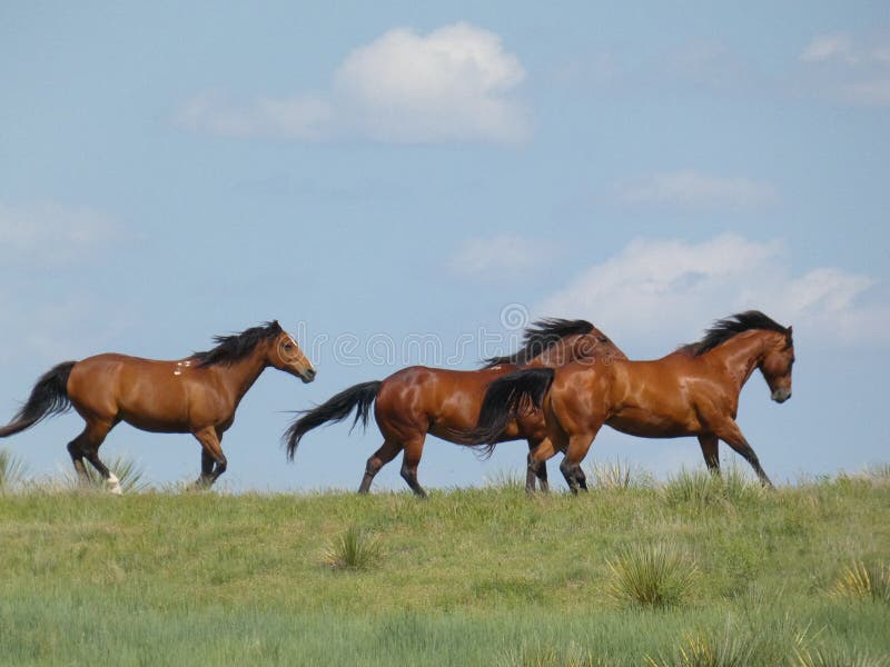 Three brown horses galloping through a pasture. Three brown horses galloping through a pasture.