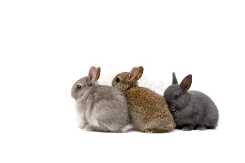 Download Three Bunnies stock photo. Image of close, friendship ...