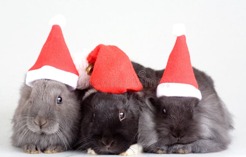 Three bunny in santa hat