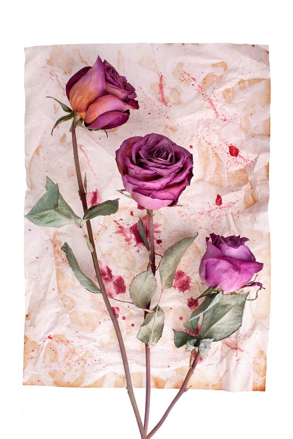 Three burgundy rose flowers on painted crumpled aged paper background closeup on white, holiday invitation, greeting card stock photos Three burgundy rose flowers on painted crumpled aged paper background closeup on white, holiday invitation, greeting card stock photos