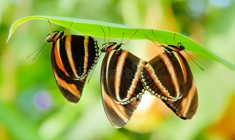 Three butterflies