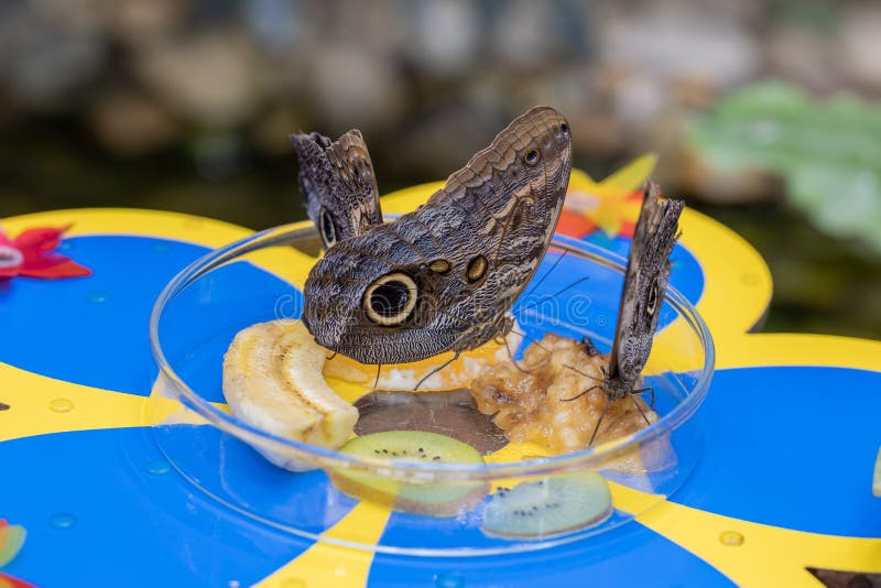 Three Butterflies Sitting in a Bowl of Fruit and Feeding Stock Photo