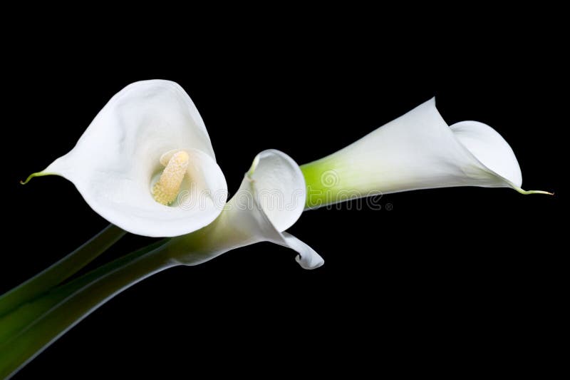 Three calla lilies stock photography