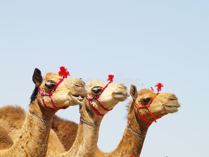 Tres asiático camellos, a ellos cabeza decorado cadena.