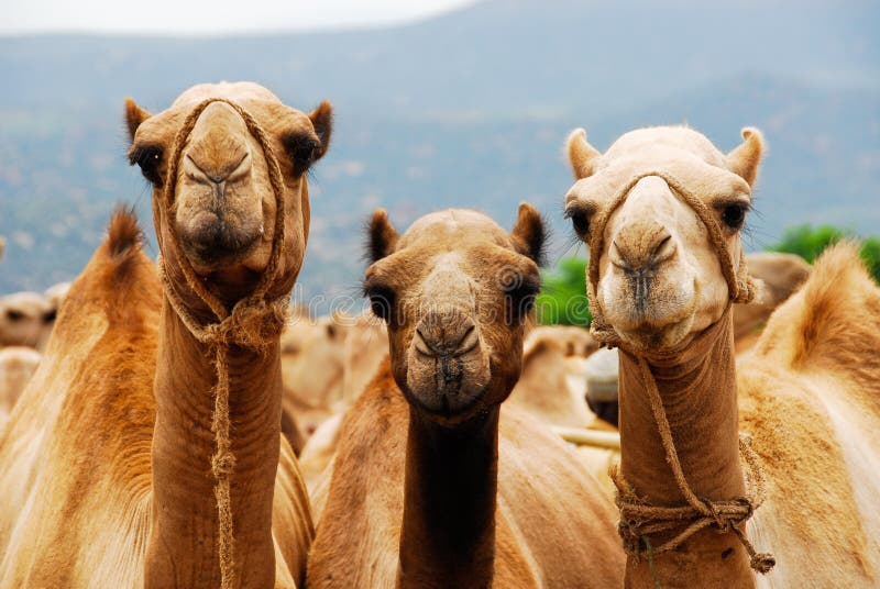 Three camels in Ethiopia