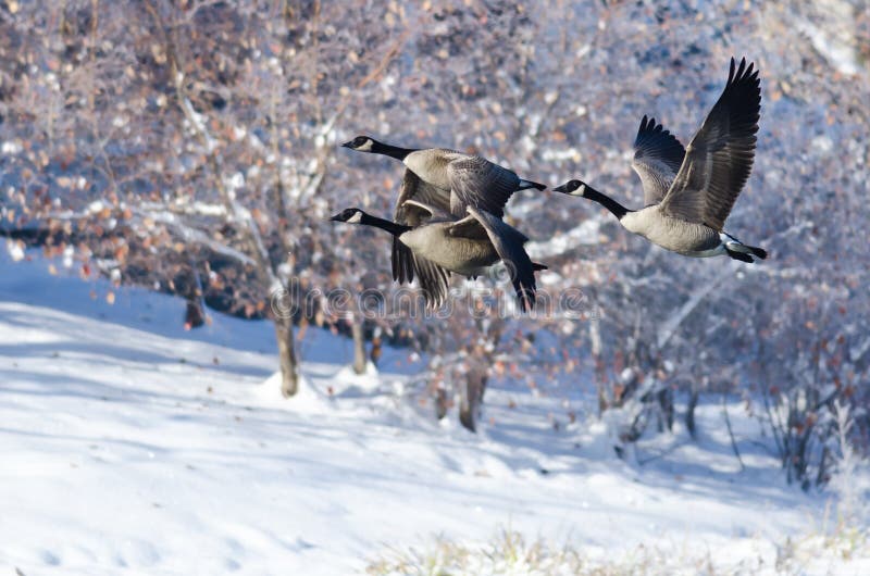 Three Canada Geese Flying Over a Winter Lake