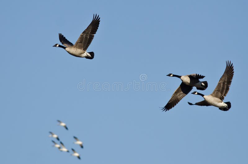 Three Canada Geese stock photo. Image of grey, land, landing 2222242