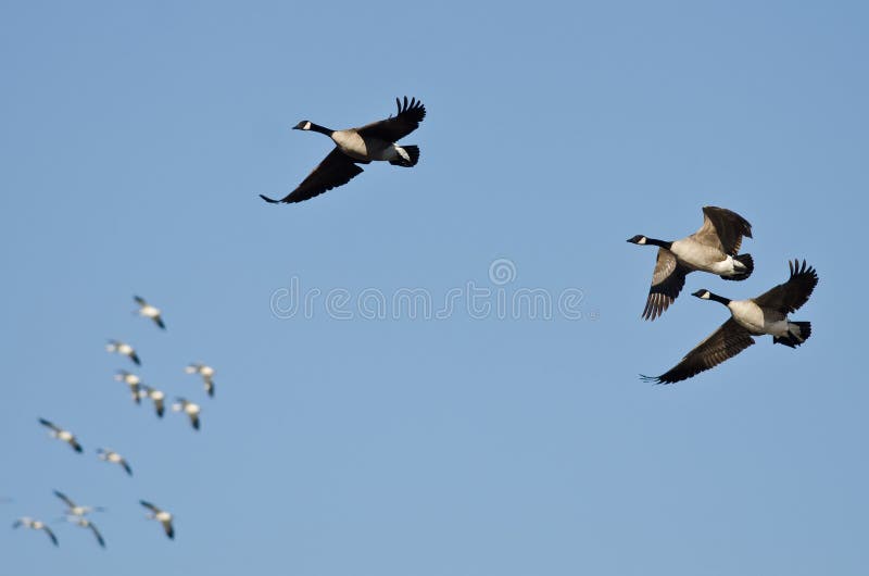 Three Canada Geese Flying with the Snow Geese in a Blue Sky Stock Photo