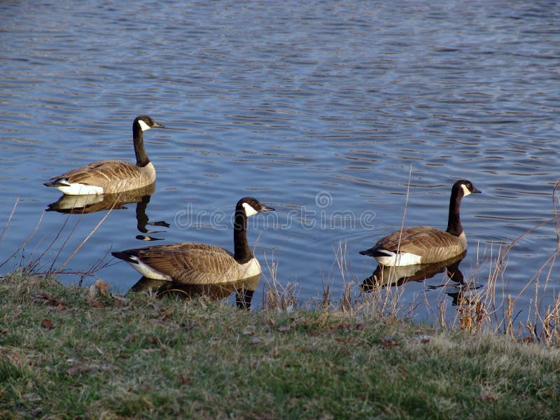 Three Canadian Geese