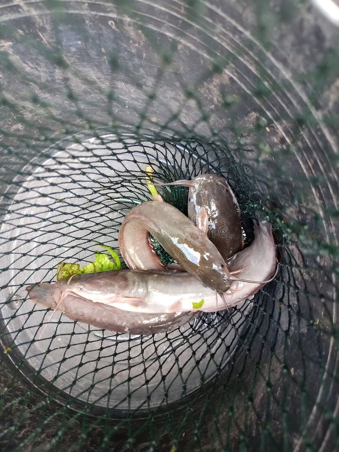 Three Catfish are in the Net and the Bucket Stock Image Image of