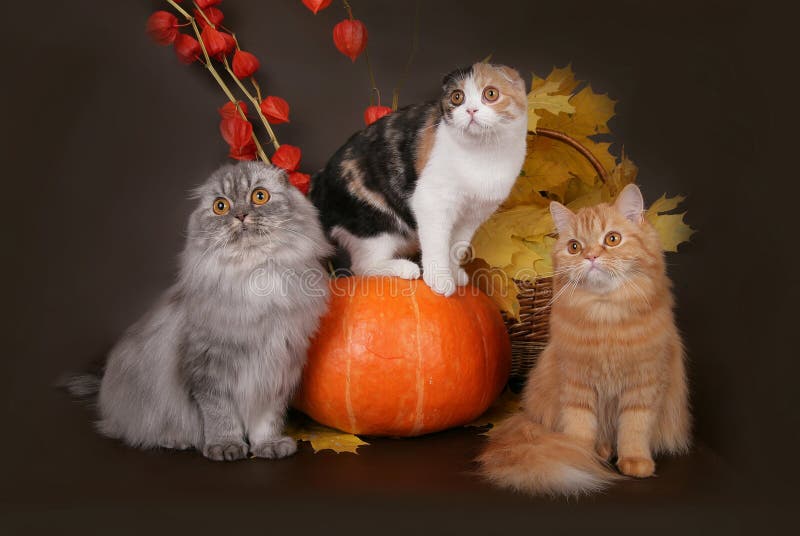 Three cats in the autumn still life.