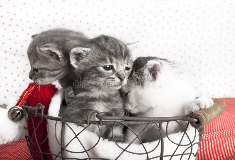 Three cats babies stock image. Image of nature, puppy 36438687