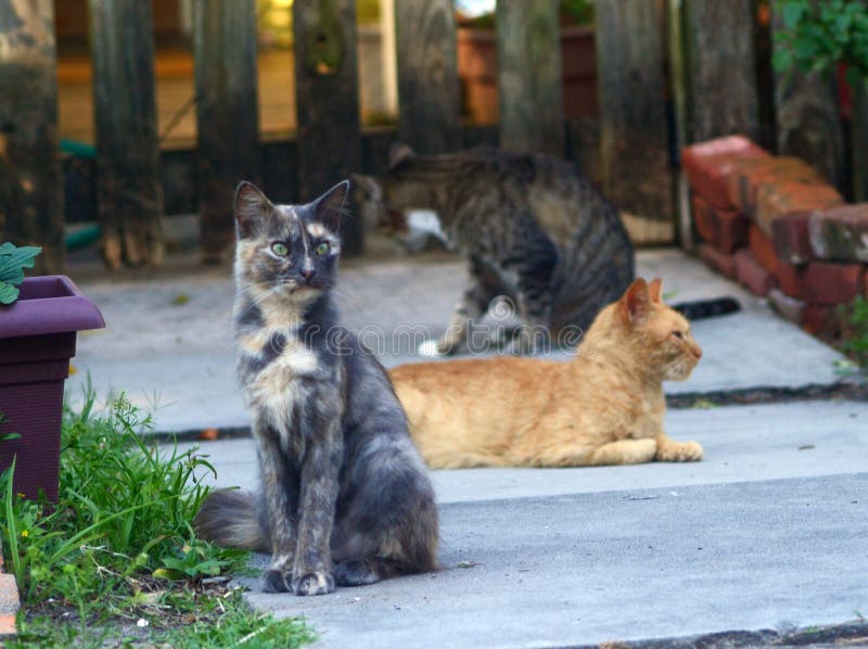Three Cats Sit Outdoors stock photo. Image of pets, cats 94768772