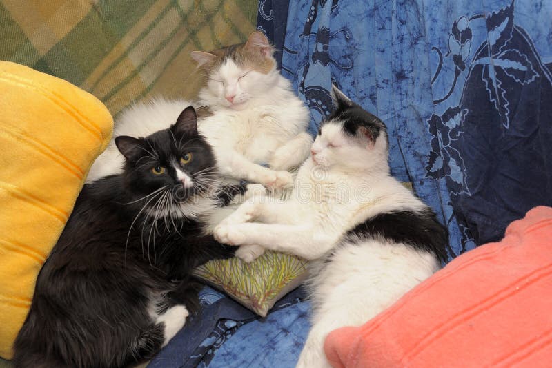 Three cats sleep together stock photo. Image of brown 183534562