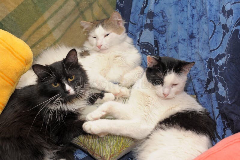 Three cats sleep together stock image. Image of blue 183534579