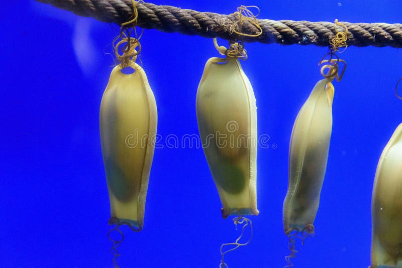 Three Catshark Eggs in an Aquarium Stock Image Image of eggs, skate