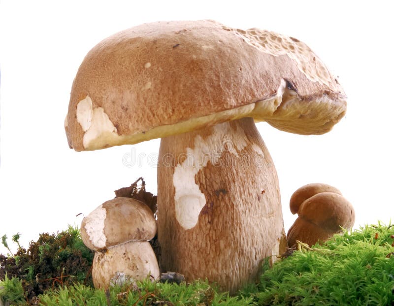 Three ceps isolated on a white background