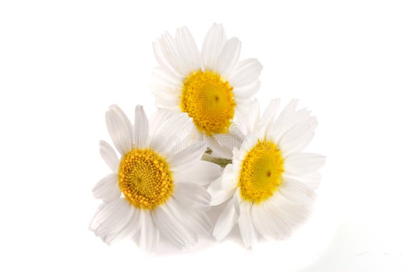 Three Chamomile or Daisies with Leaves Isolated on White Background