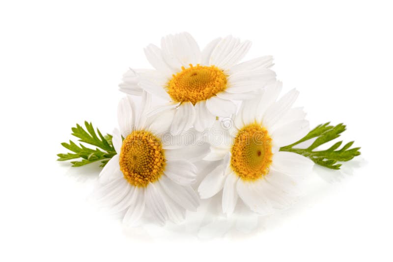 Three Chamomile or Daisies with Leaves Isolated on White Background