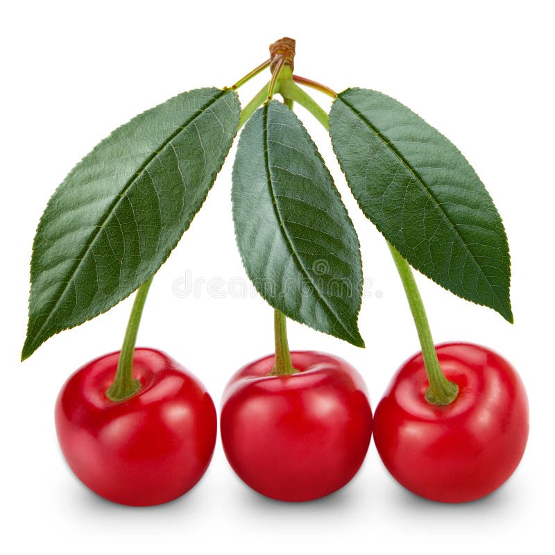 Cherries stock photo. Image of dessert, freshness, bright 45911434
