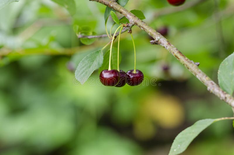 Three Cherries Ripening on the Cherry Tree Stock Photo Image of food