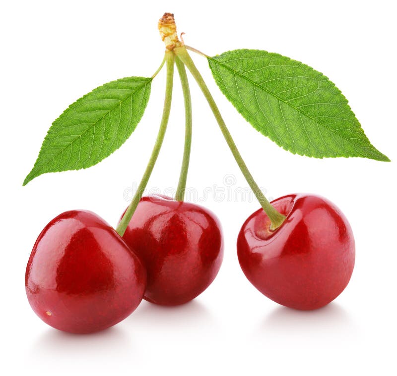Sweet cherry berry fruit stock image. Image of garden 25194609