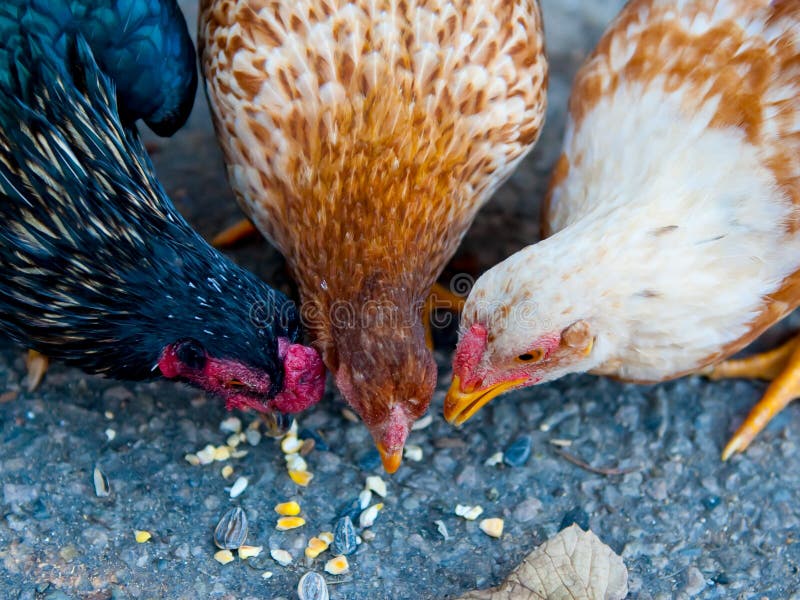 Chickens stock photo. Image of animal, chickens, feather 3220