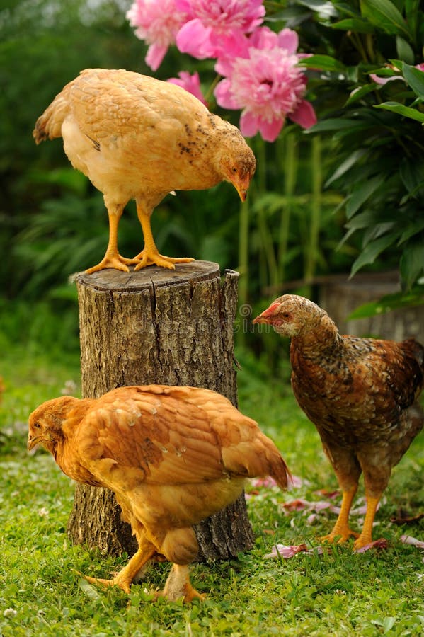 Three Chickens in the Garden