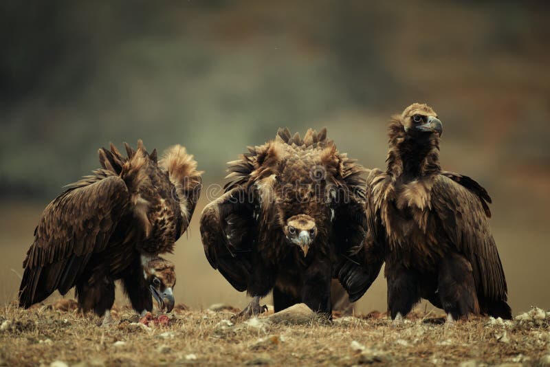 Three Cinereous vulture Aegypius monachus stand near prey