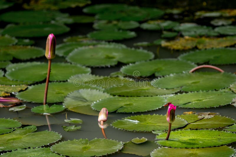 Three Closed Water Lily Flowers In A Lily Pond With A Red ...