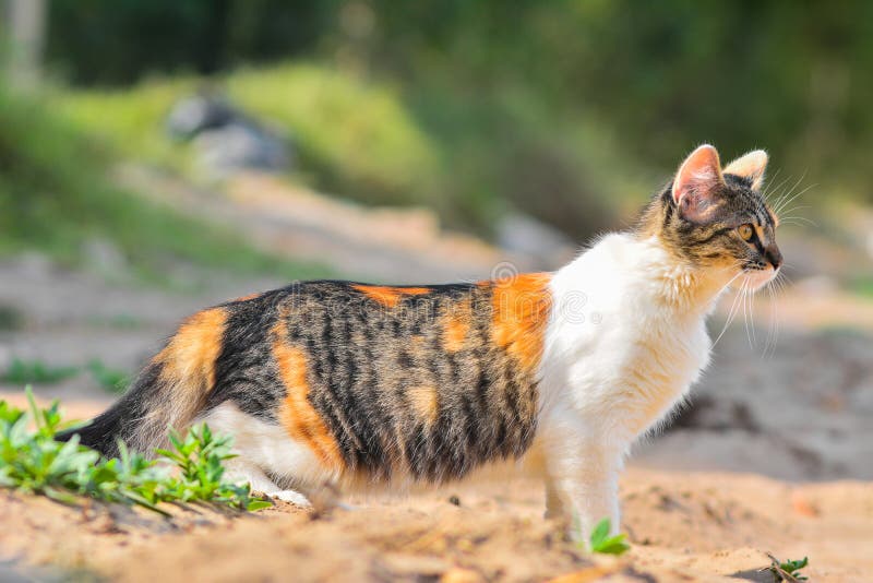 Three-color Cat on Alert To Hunt Stock Photo - Image of carnivore, game