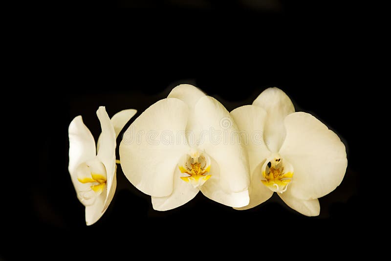 Three Color Orchid Blooms in a Row Stock Image Image of repitition