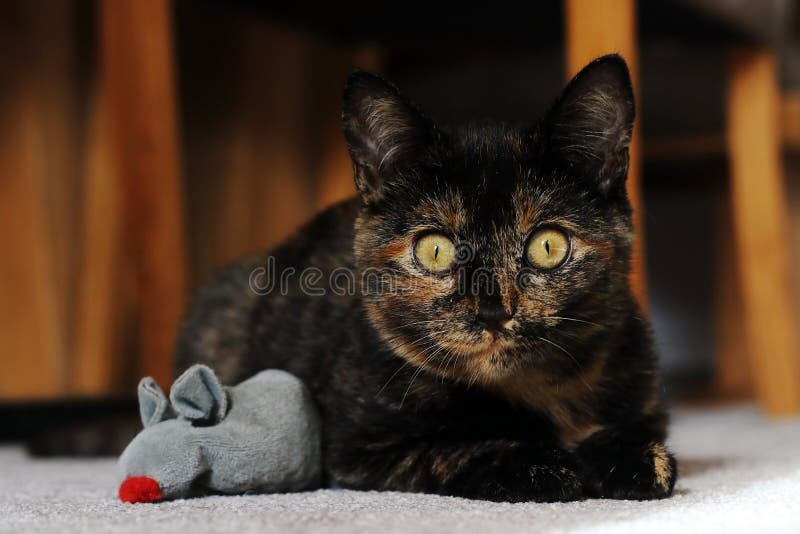 A Three Color Young Cat with Golden Eyes and Play Mouse Stock Photo