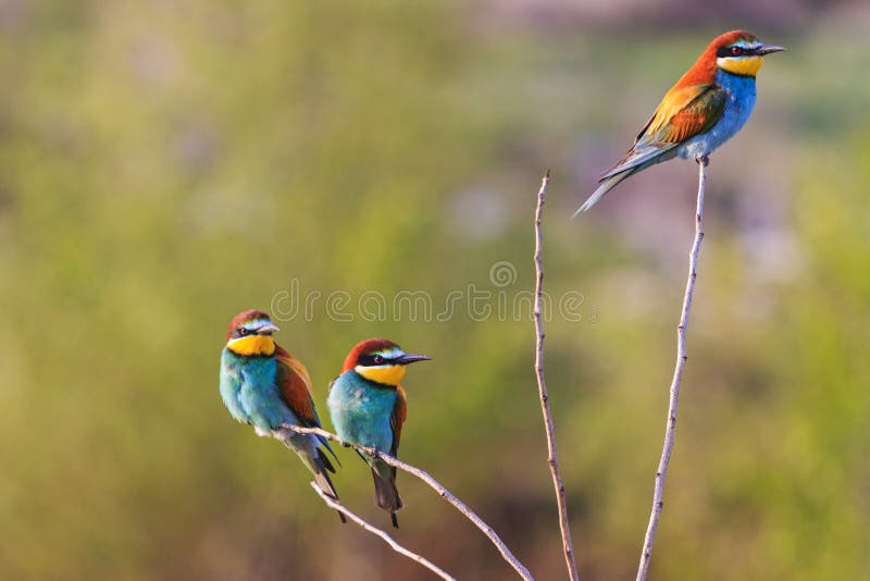 Three Birds Sit on the Branch Stock Photo Image of nature, little