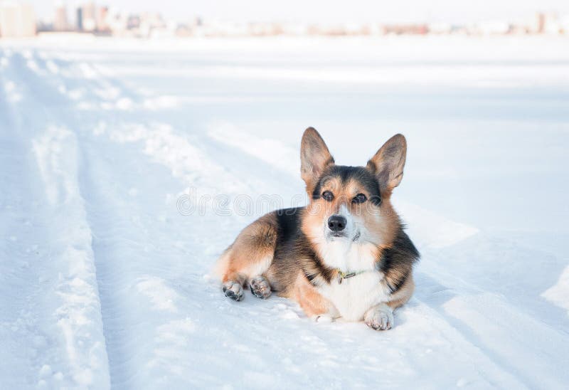 Welsh Corgi Pembroke dog outdoors in winter. Winter portrait of cute Corgi royalty free stock images Welsh Corgi Pembroke dog outdoors in winter. Winter portrait of cute Corgi royalty free stock images