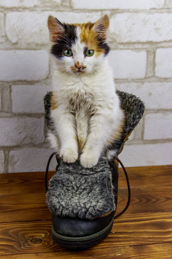 Three-colored kitten sitting in a boot