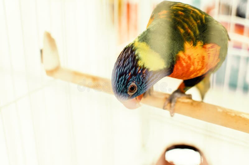 https://thumbs.dreamstime.com/b/three-colorful-birds-trapped-cage-three-colorful-birds-trapped-cage-salvador-bahia-brazil-238472181.jpg