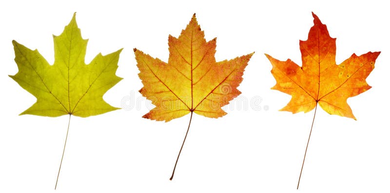 Three colorful maple leaves