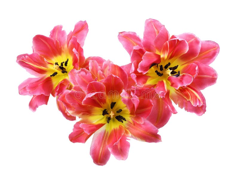 Three coral tulip flowers isolated on white royalty free stock photo